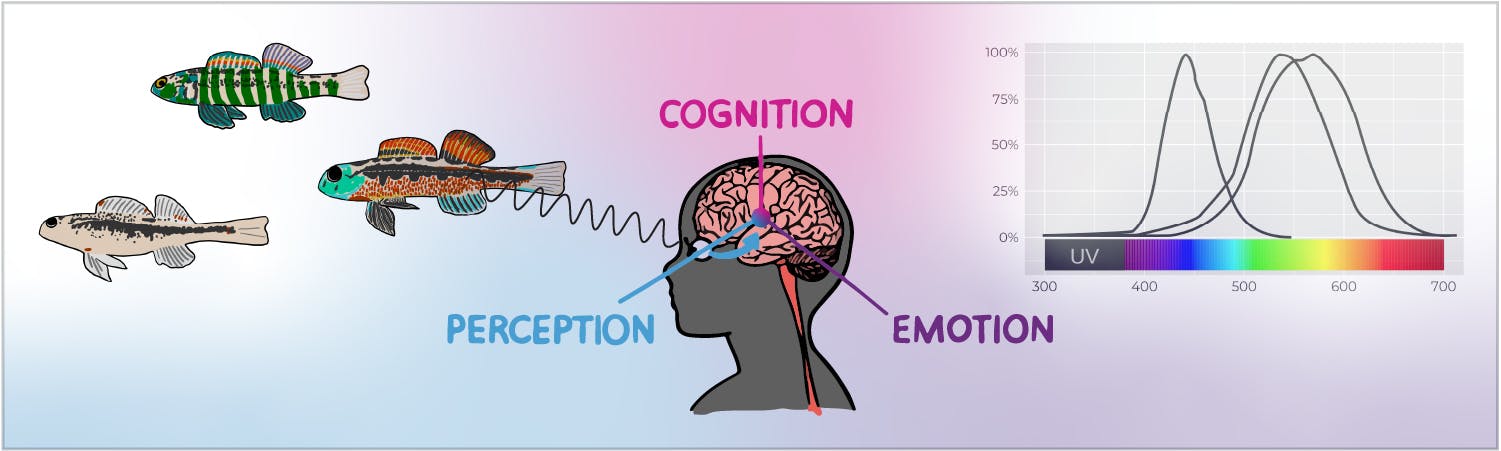 How perception, emotion, and cognition shape our preferences