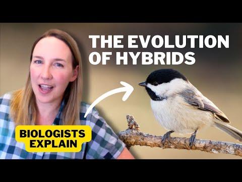 What Hybrid Birds Tell Us about Climate Change