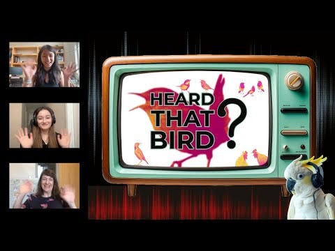Heard That Bird? Scientists ID bird sounds in popular media
