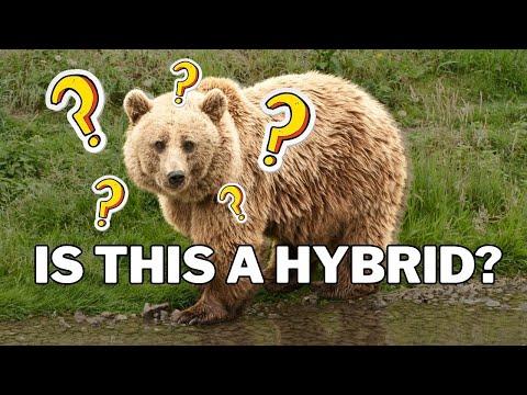 Are hybrids rare? A biologist explains